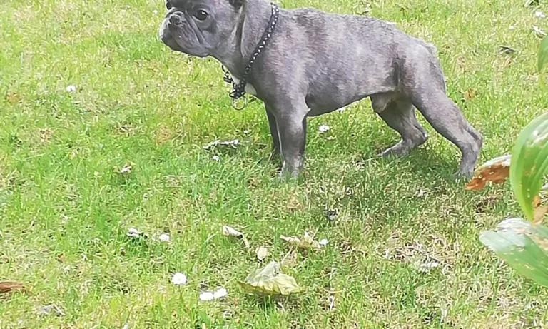 Kleintierpraxis Dr.Hartmut Metzlaff / Anke Adami-Metzlaff