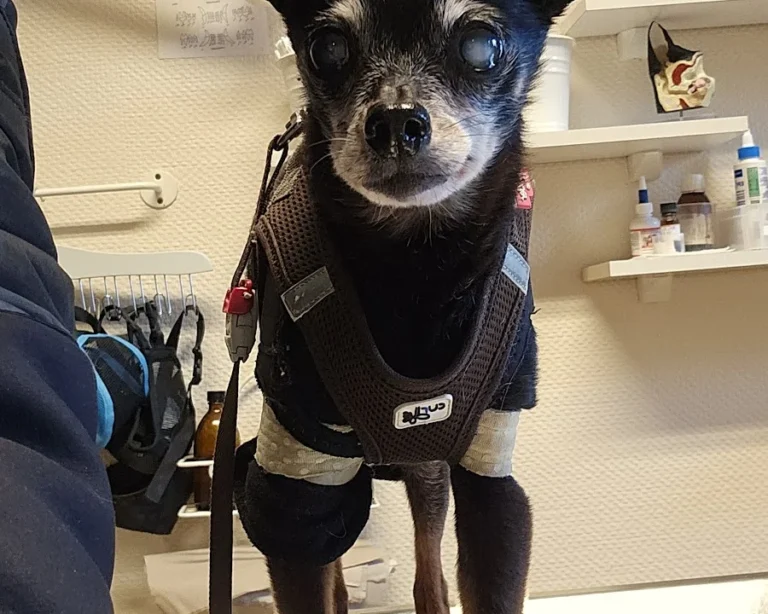 Kleintierpraxis Dr.Hartmut Metzlaff / Anke Adami-Metzlaff