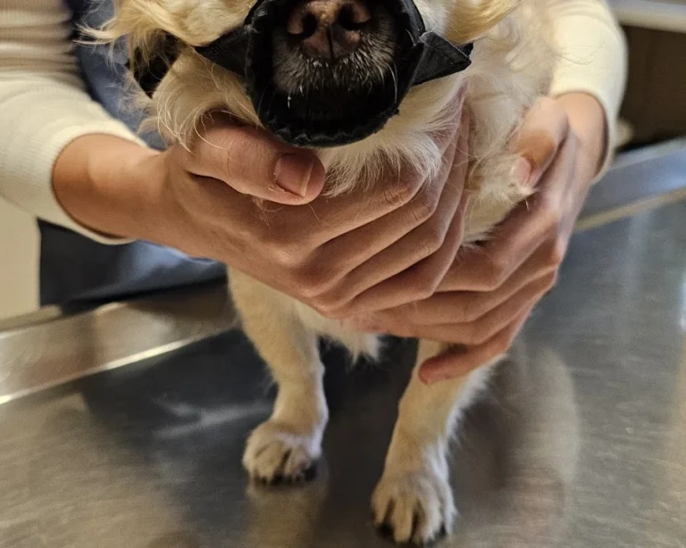 Kleintierpraxis Dr.Hartmut Metzlaff / Anke Adami-Metzlaff