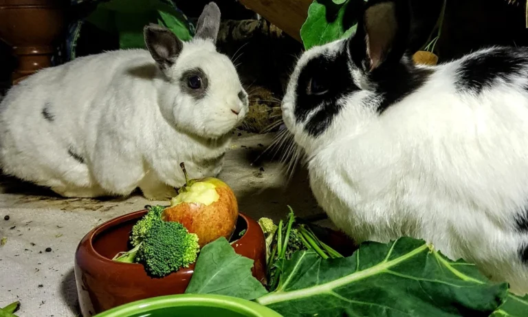 Kleintierpraxis Dr.Hartmut Metzlaff / Anke Adami-Metzlaff