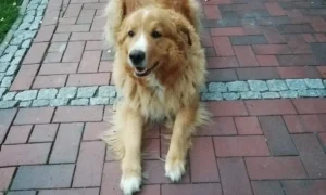 Kleintierpraxis Dr. Karin Schröder