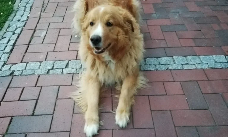 Kleintierpraxis Dr. Karin Schröder