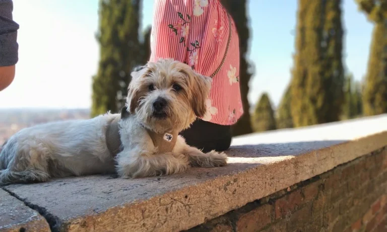 Kleintierpraxis Dr. med. vet. Monika Jösten