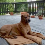 Kleintierpraxis Dr.med.vet. Thomas Laube