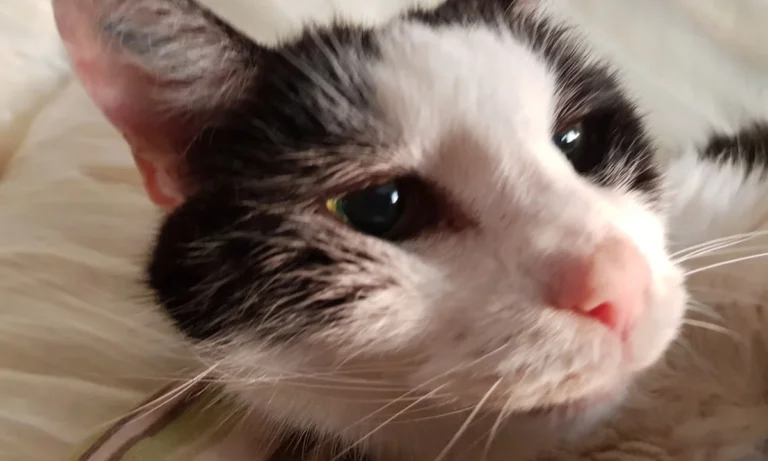 Kleintierpraxis Dr. Niekler