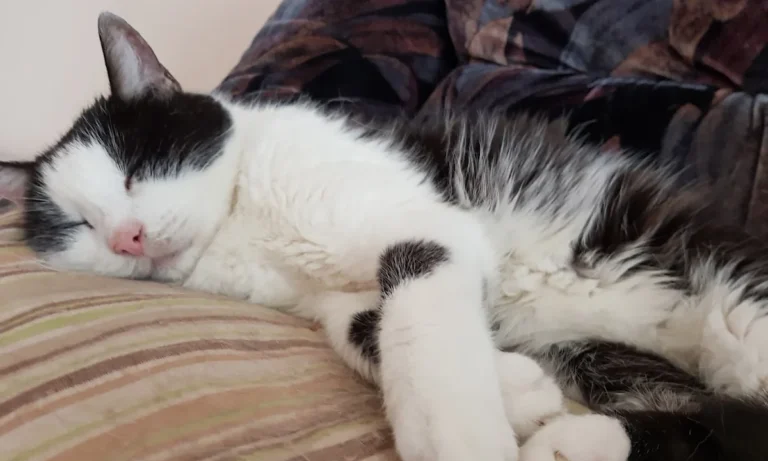 Kleintierpraxis Dr. Niekler