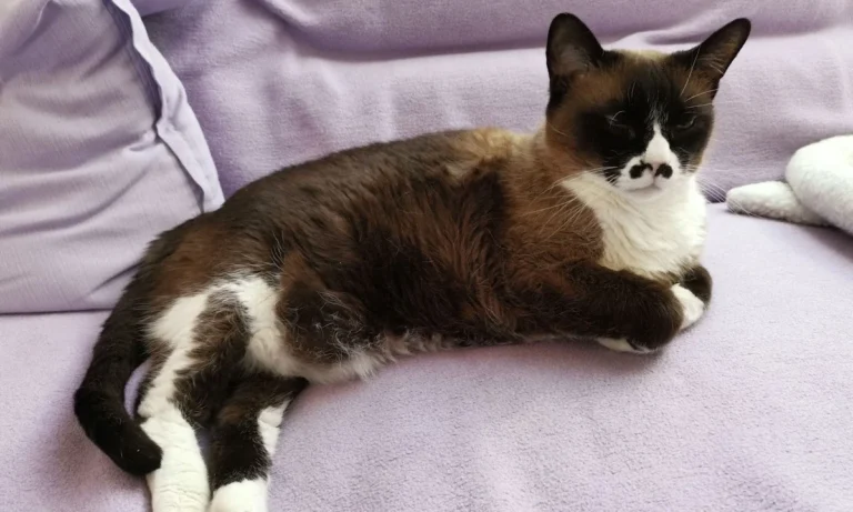 Kleintierpraxis Dr. Niekler