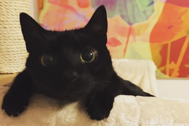 Kleintierpraxis Dr. Sylvia Belgard & Dr. Karin Dorweiler | München