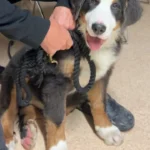 Kleintierpraxis DVM Holger Metting