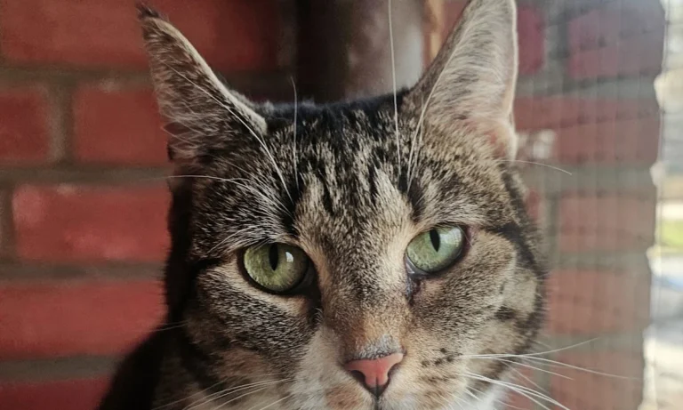 Kleintierpraxis Ehestorfer Weg