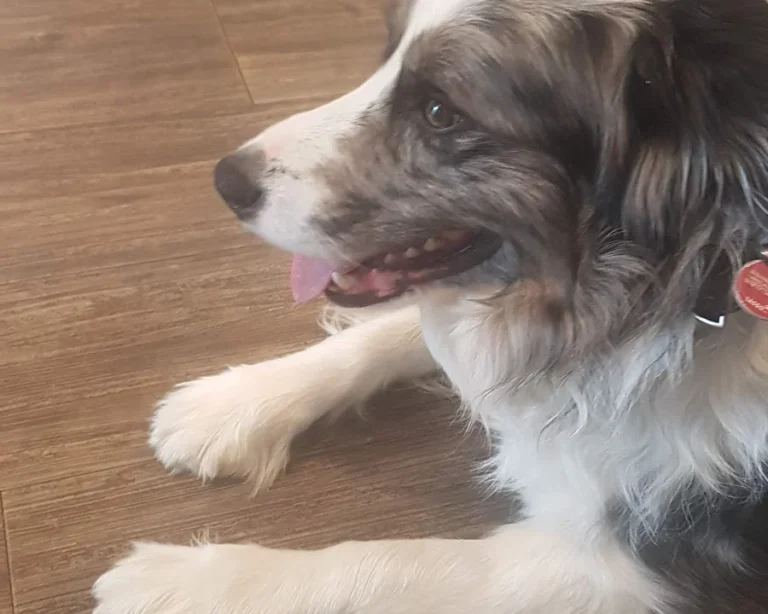 Kleintierpraxis Ehestorfer Weg