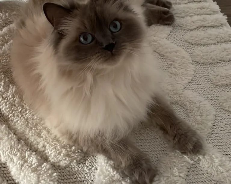 Kleintierpraxis Ehestorfer Weg