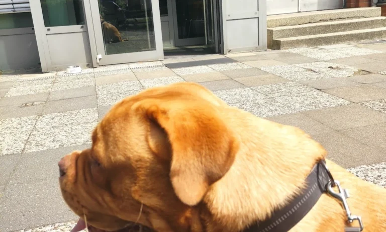 Kleintierpraxis Ehestorfer Weg