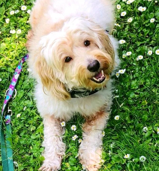 Kleintierpraxis Ehestorfer Weg