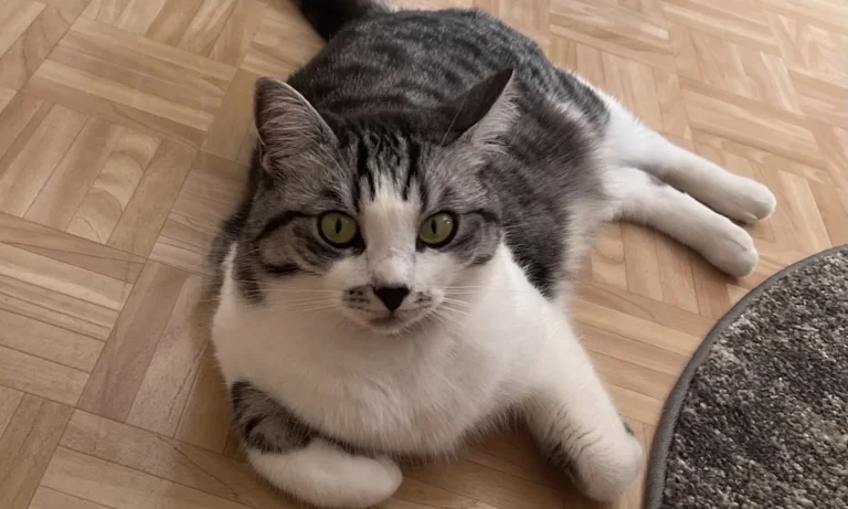 Kleintierpraxis Ehestorfer Weg