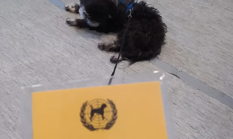 Kleintierpraxis Flidais-Vet Kreuzberg