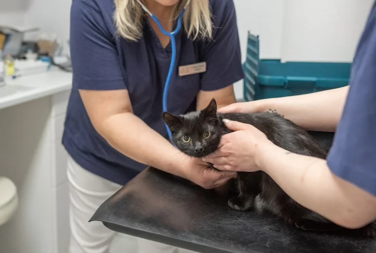 Kleintierpraxis Großbuchholz