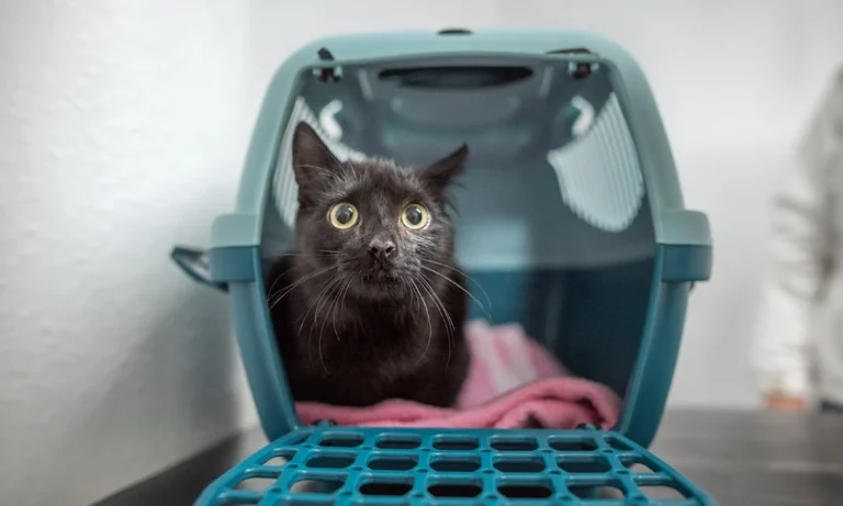 Kleintierpraxis Großbuchholz