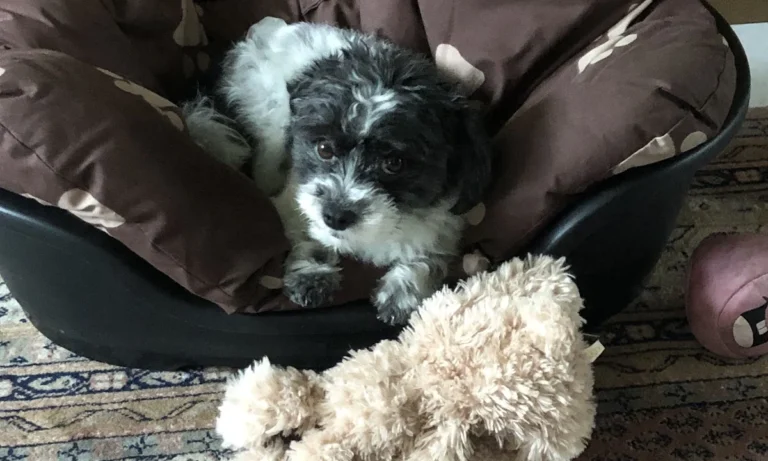 Kleintierpraxis Großbuchholz