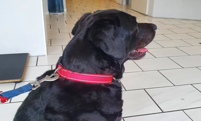 Kleintierpraxis Großbuchholz