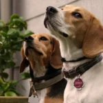 Kleintierpraxis Hanna Dadun-Degorski