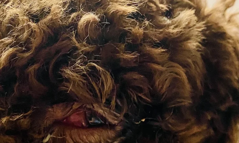 Kleintierpraxis Hanna Dadun-Degorski