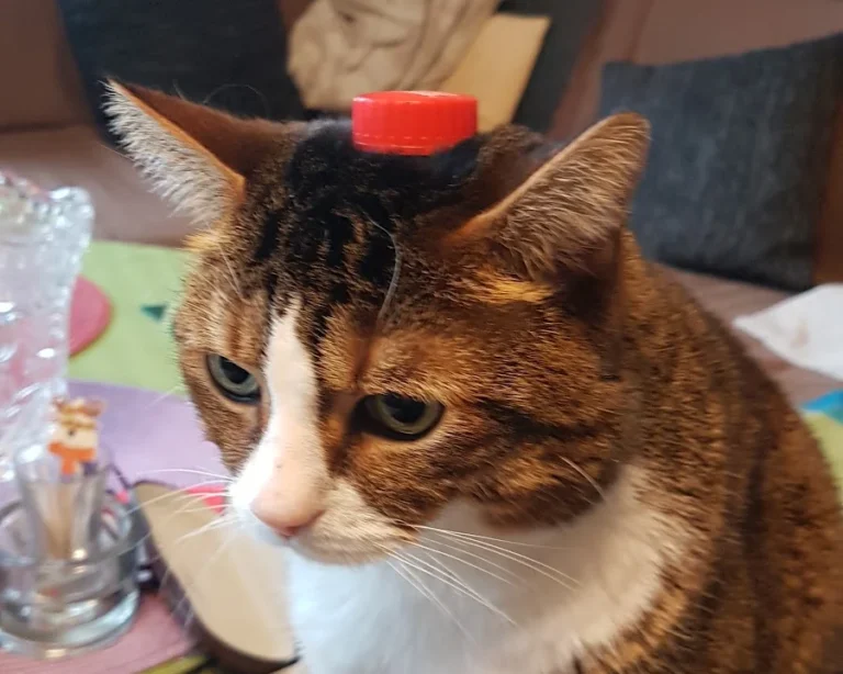 Kleintierpraxis Hanna Dadun-Degorski