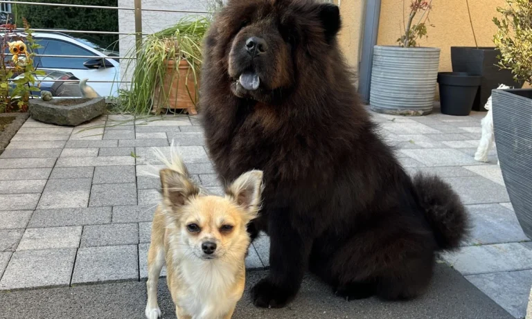 Kleintierpraxis Hanna Dadun-Degorski