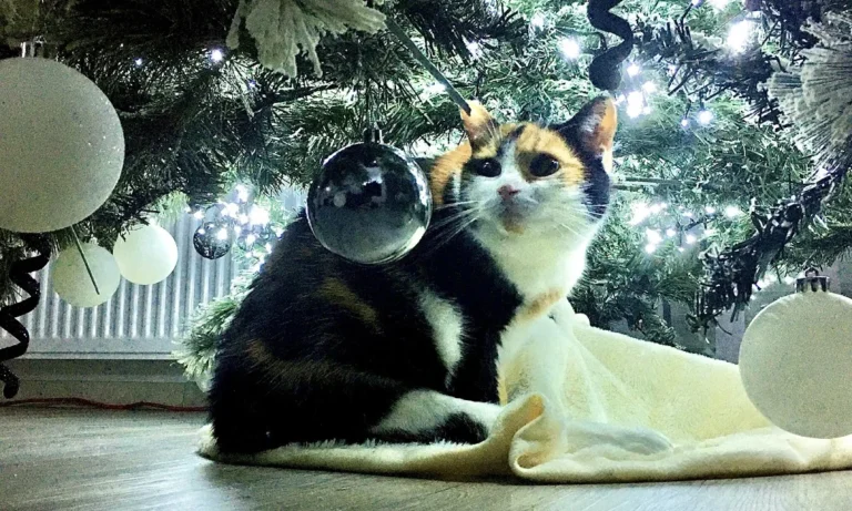 Kleintierpraxis Hanna Dadun-Degorski