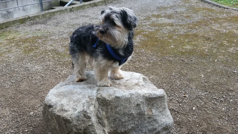 Kleintierpraxis Hanna Dadun-Degorski