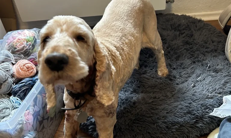 Kleintierpraxis Hanna Dadun-Degorski