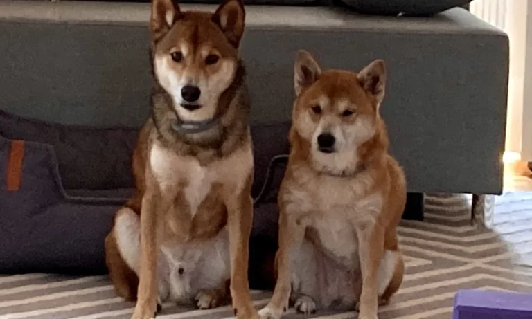 Kleintierpraxis Hanna Dadun-Degorski