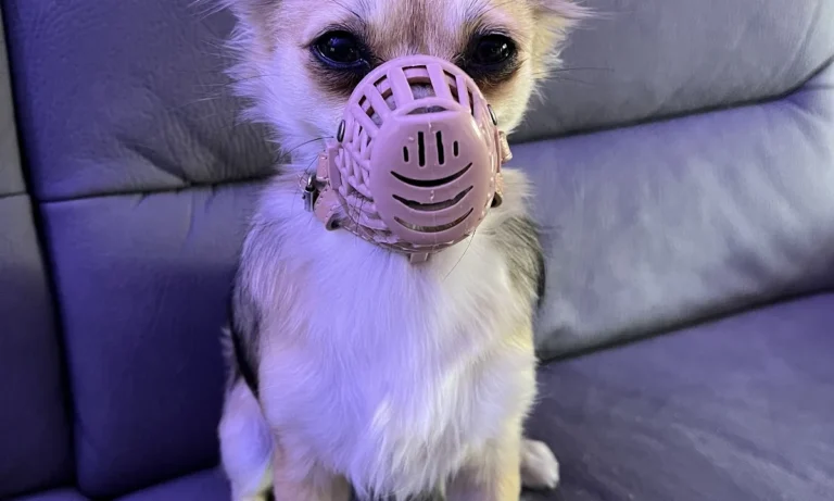 Kleintierpraxis Hanna Dadun-Degorski