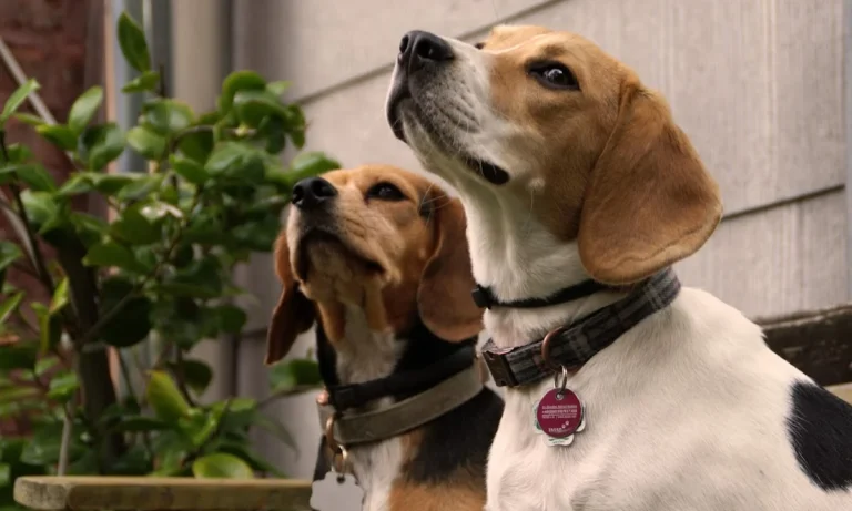 Kleintierpraxis Hanna Dadun-Degorski