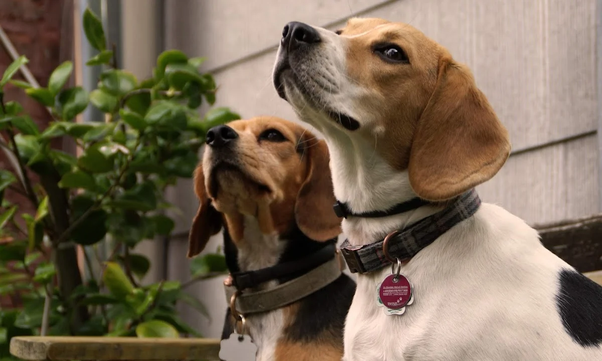 Tierarzt Kleintierpraxis Hanna Dadun-Degorski Aachen