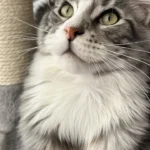 Kleintierpraxis Hannover Mitte