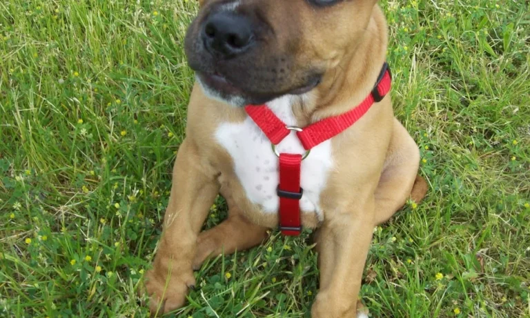 Kleintierpraxis Hannover Mitte