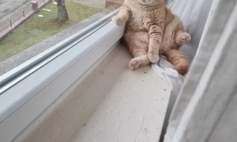 Kleintierpraxis Hannover Mitte