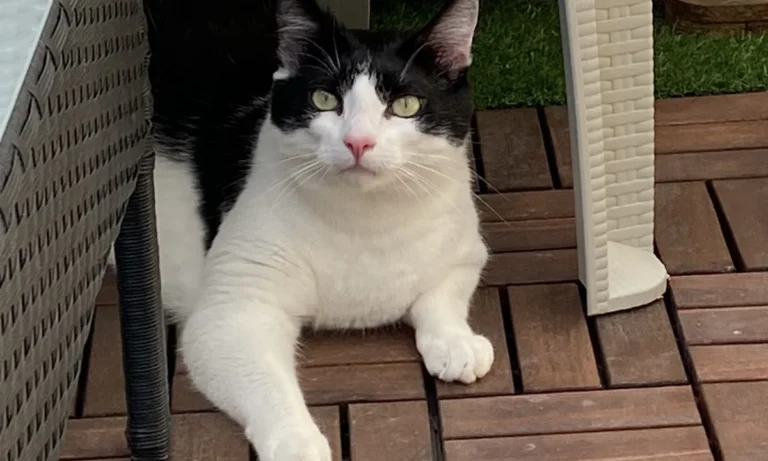 Kleintierpraxis Hannover Mitte