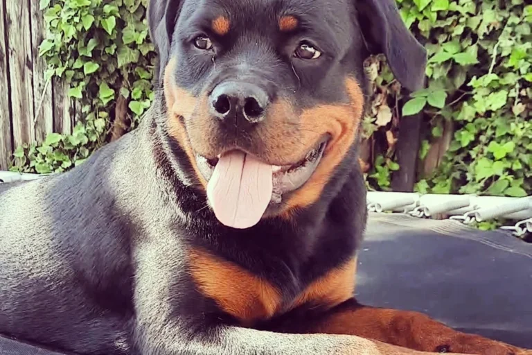 Kleintierpraxis Hannover Mitte