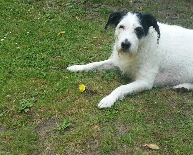 Kleintierpraxis Hannover Mitte