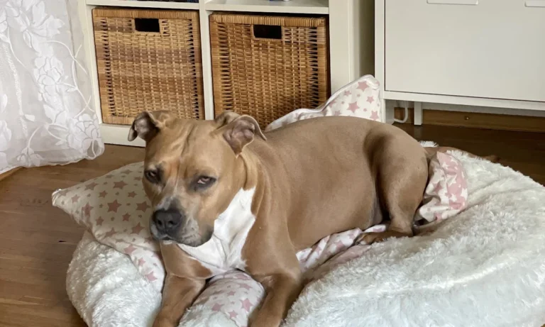 Kleintierpraxis Hannover Mitte