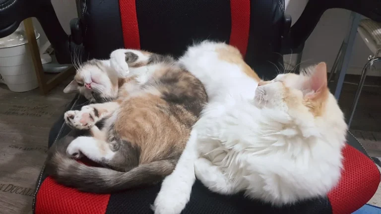 Kleintierpraxis Hannover Mitte