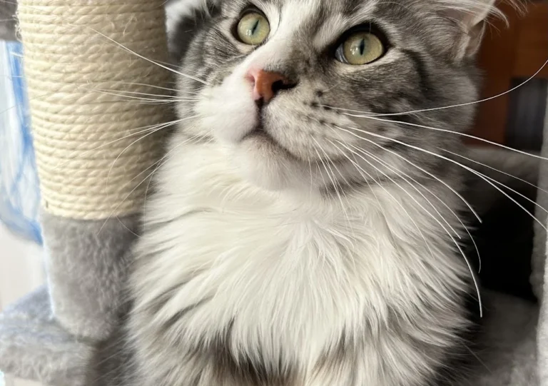 Kleintierpraxis Hannover Mitte