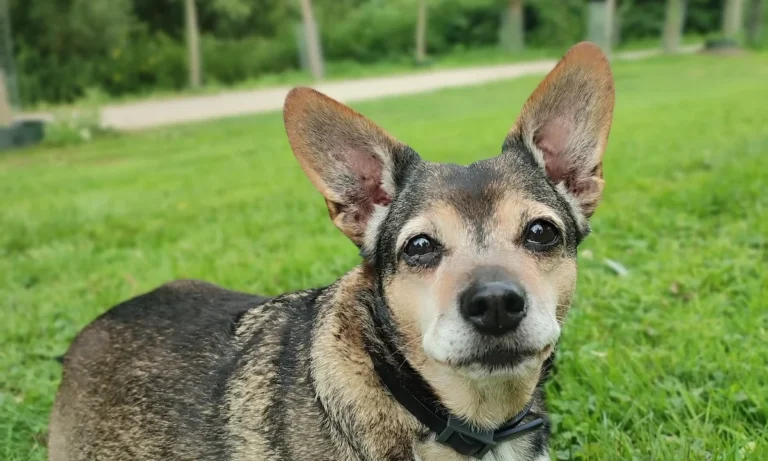 Kleintierpraxis Hannover Mitte