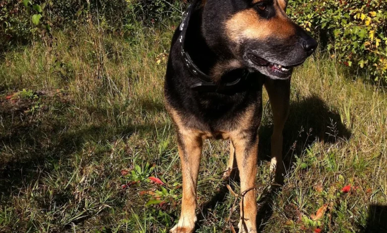 Kleintierpraxis Hannover Mitte