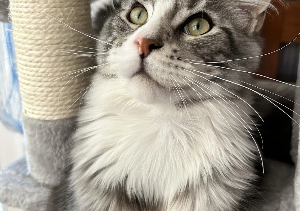 Tierarzt Kleintierpraxis Hannover Mitte Hannover