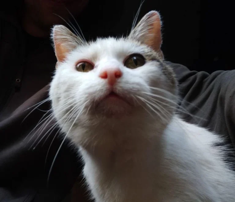 Kleintierpraxis Henriette Bendlin