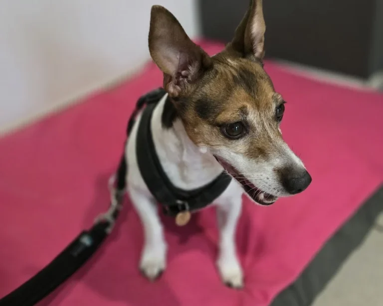 Kleintierpraxis Henriette Bendlin