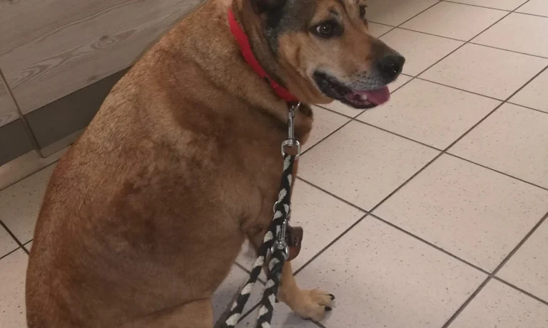 Kleintierpraxis Henriette Bendlin